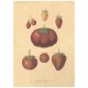 Flax Art Poster | Encyclopedia Fruit B | FWP-AP-EN3B